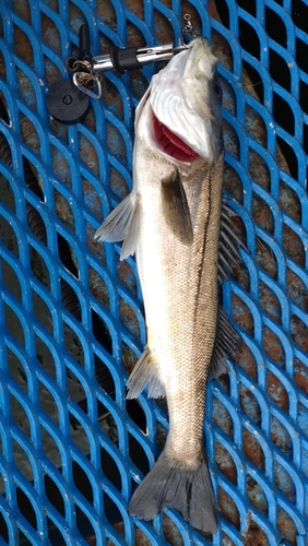 フッコ（マルスズキ）の釣果