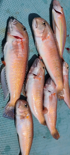 シロアマダイの釣果