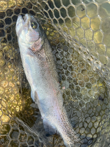 ニジマスの釣果