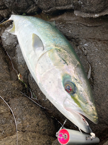 ヤズの釣果