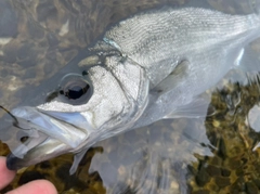 ヒラスズキの釣果