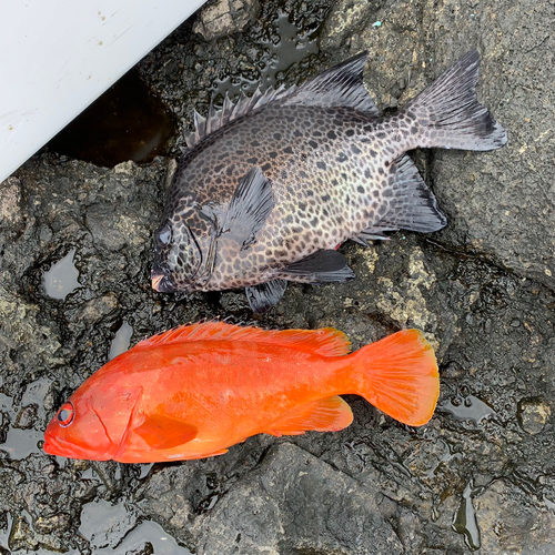 イシガキダイの釣果