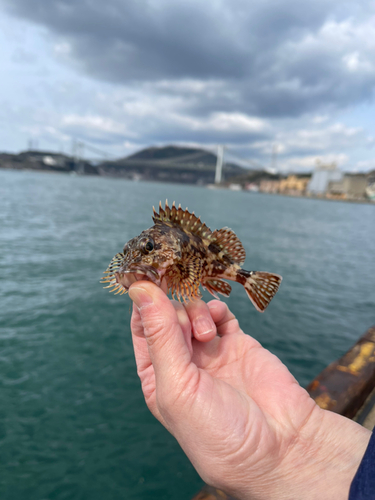 アラカブの釣果