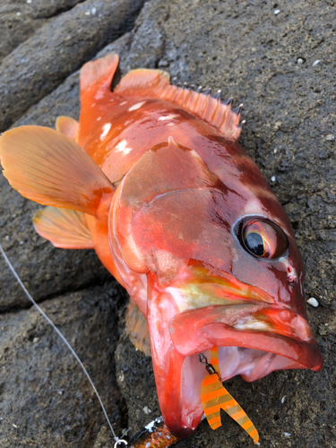 アカハタの釣果