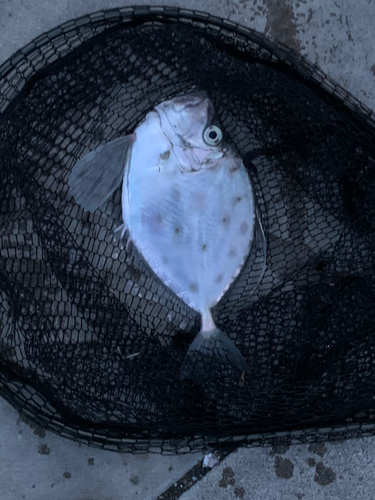 カガミダイの釣果