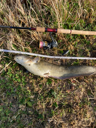 ニホンナマズの釣果