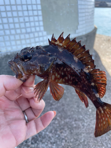 ガシラの釣果