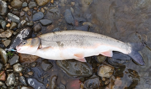 マルタウグイの釣果