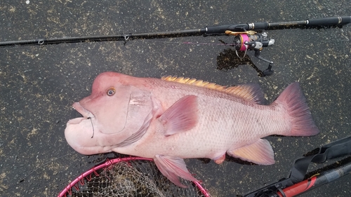 コブダイの釣果