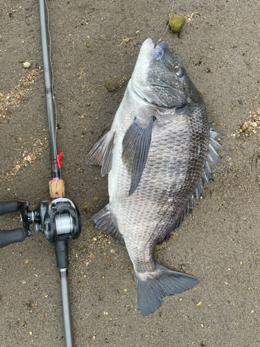 クロダイの釣果