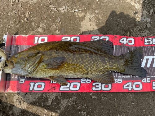 スモールマウスバスの釣果