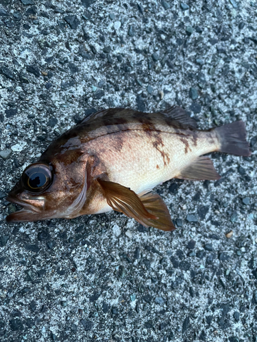 アカメバルの釣果