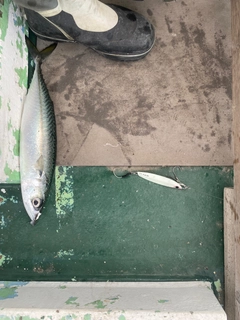 サバの釣果