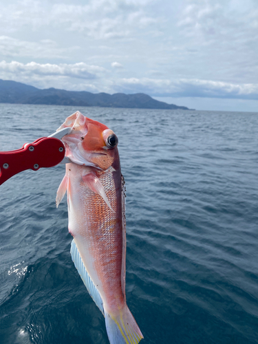 アマダイの釣果