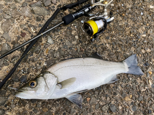 セイゴ（ヒラスズキ）の釣果