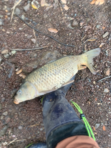 コイの釣果