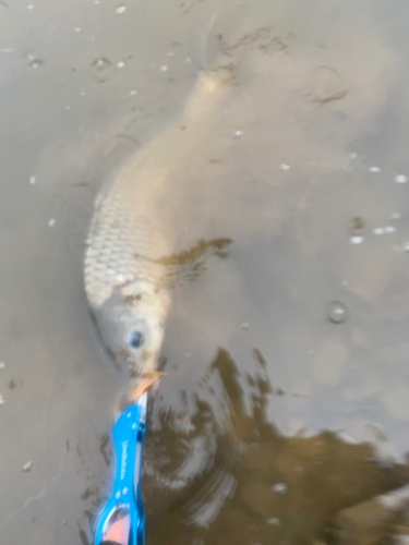 コイの釣果