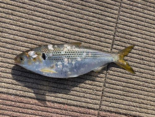 コノシロの釣果