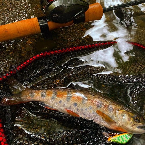 ヤマメの釣果