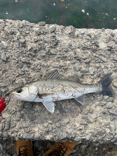 サゴシの釣果