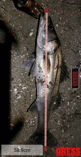 シーバスの釣果