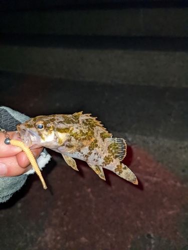 タケノコメバルの釣果