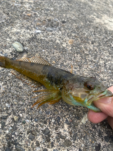 アナハゼの釣果