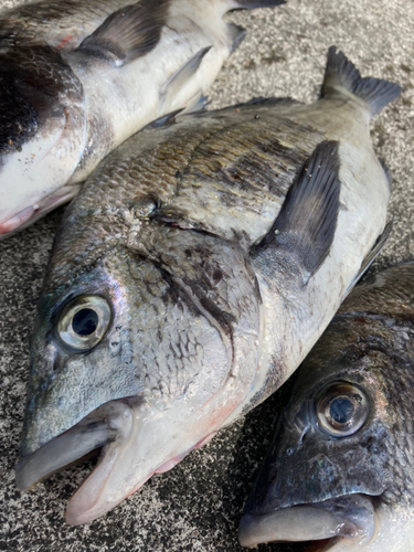 クロダイの釣果