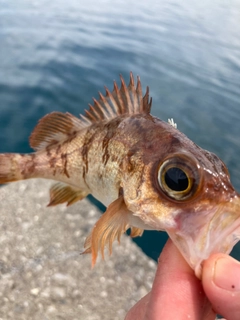 アカメバルの釣果