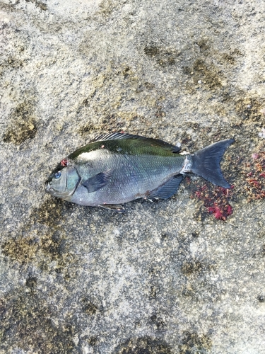 オナガグレの釣果