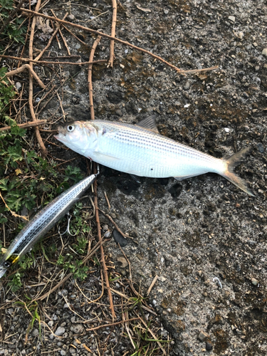 コノシロの釣果