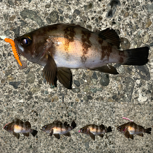 メバルの釣果