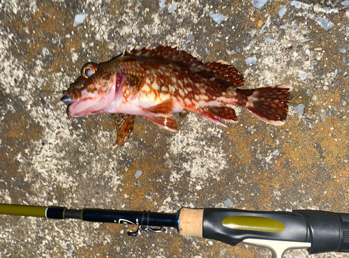 カサゴの釣果