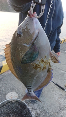 ニザダイの釣果