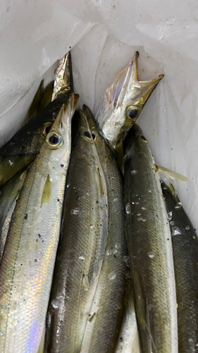 カマスの釣果