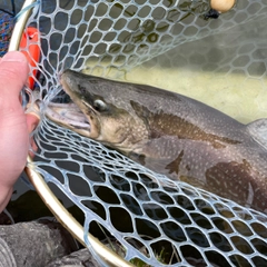 ロックトラウトの釣果