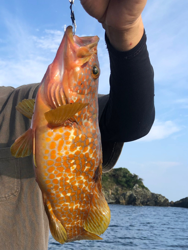 アコウの釣果