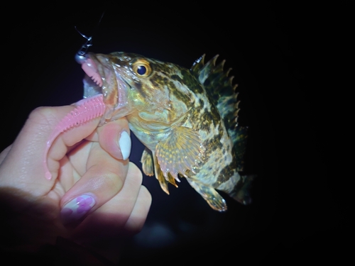 タケノコメバルの釣果