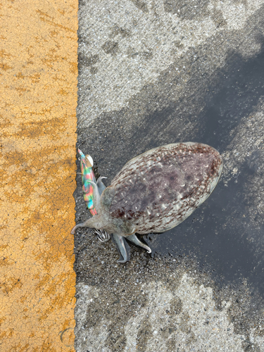 コウイカの釣果