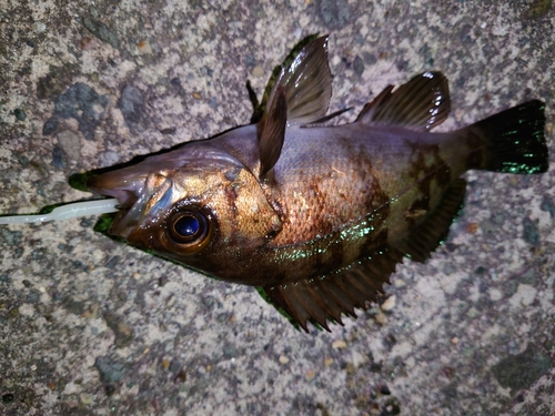 メバルの釣果