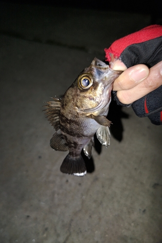 シロメバルの釣果