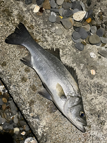 フッコ（ヒラスズキ）の釣果