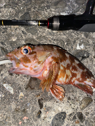 カサゴの釣果