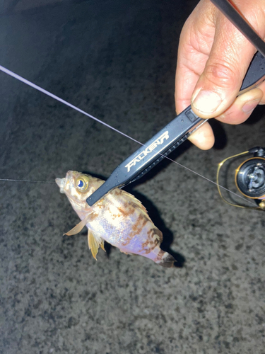 メバルの釣果