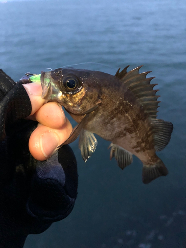 メバルの釣果