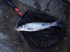 ニゴイの釣果