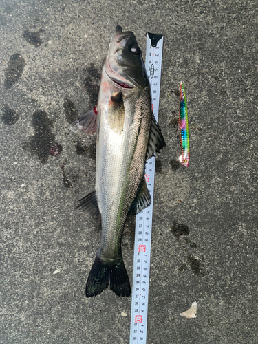 シーバスの釣果