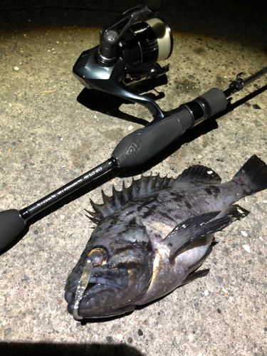 クロソイの釣果