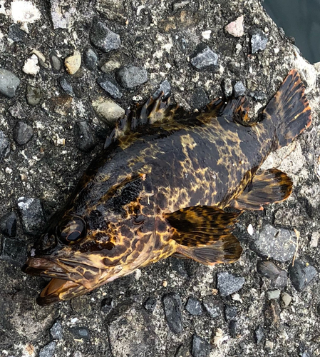 タケノコメバルの釣果