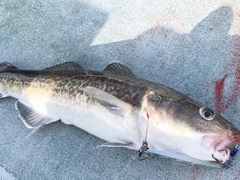 タラの釣果